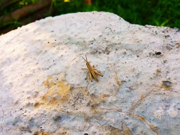 istock There's a grasshopper on the rock 1324402772