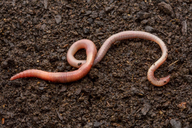 Worm Worm on ground earthworm photos stock pictures, royalty-free photos & images