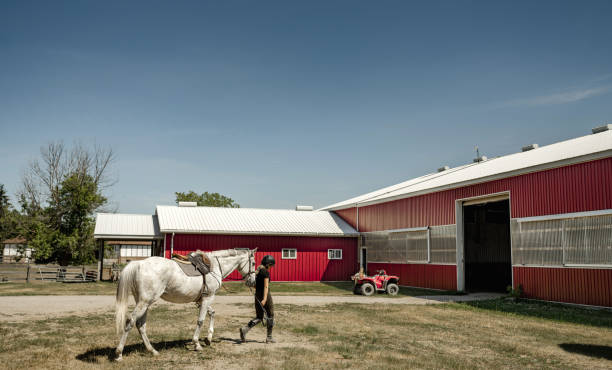 Three Belgian draft horses and a Standardbred graze in a pasture in front of an Amish house and windmill. Shot in the evening in Mount Hope, Holmes County, Ohio.