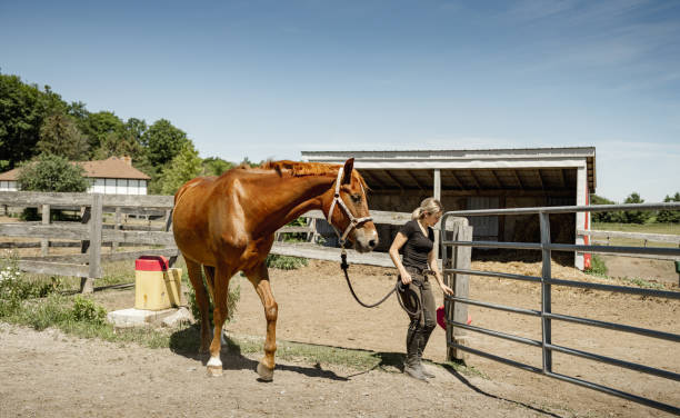 istock Young female trainer with her horse 1324404813