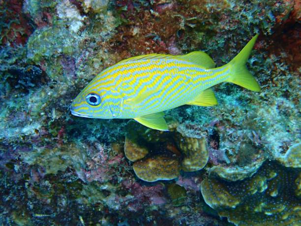 Blue Striped Grunt (Haemulon sciurus) Blue Striped Grunt on the reef french grunt photos stock pictures, royalty-free photos & images