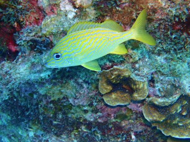 Blue Striped Grunt (Haemulon sciurus) Blue Striped Grunt on the reef french grunt photos stock pictures, royalty-free photos & images