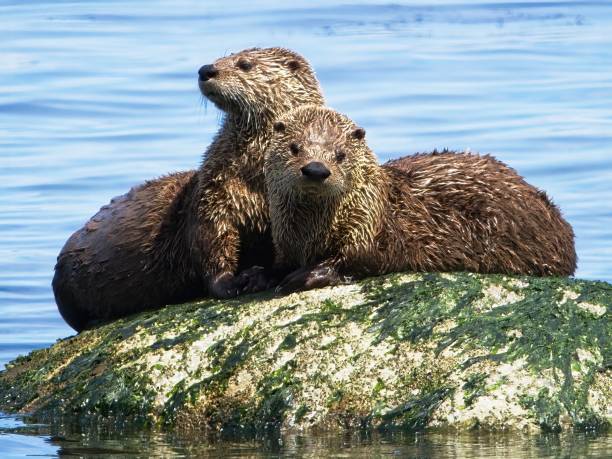 istock Couple minks on the rock 1324406224