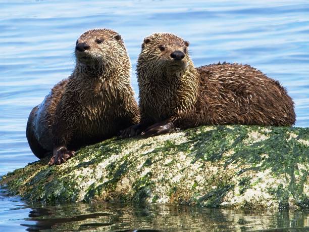 istock Couple minks on the rock 1324406227