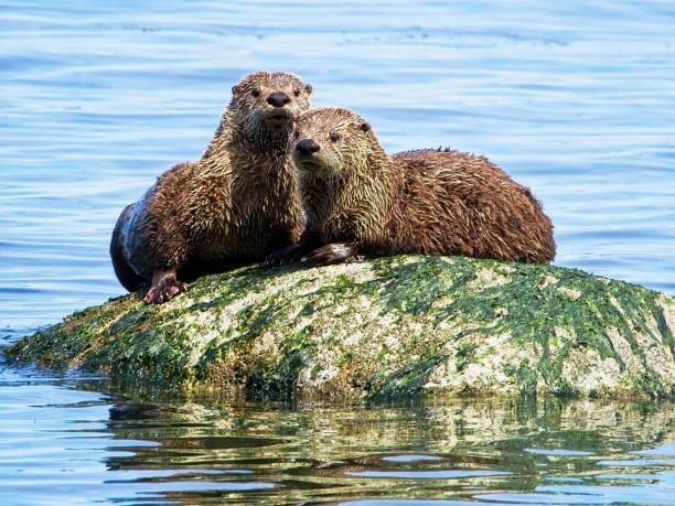 istock Couple minks on the rock 1324406234
