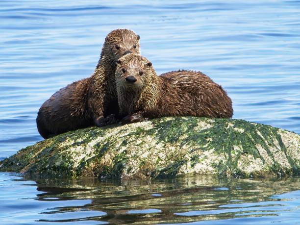 istock Couple minks on the rock 1324406240