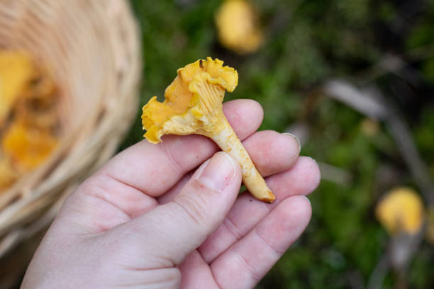 istock Freshly picked edible golden chanterelle mushroom 1324406303