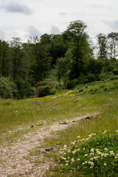 Empty footpath through meadow in nature reserve Focus on the wild flowers in the foreground next to the footpath that runs through the meadow towards the trees and forest. Summer landscape photo outside Vejle, Denmark. green valley denmark stock pictures, royalty-free photos & images