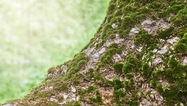 istock texture part of a tree with green moss 1324407650