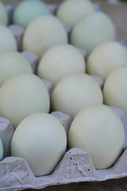 istock Salted duck eggs in Egg Carton 1324408067