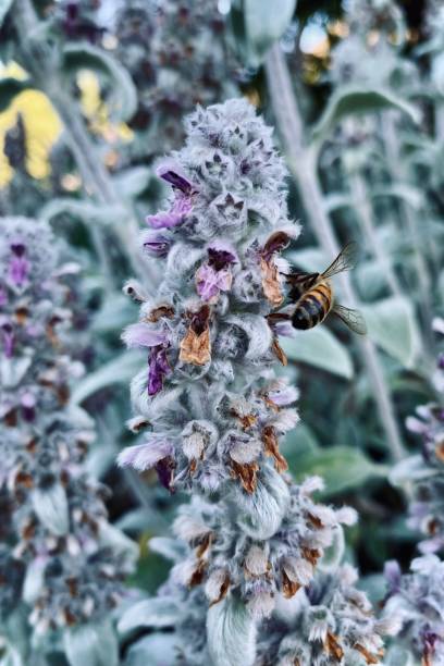 White Pirple Stachys Flower with Bumble Bee
