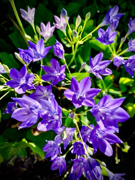 istock Purple Triplet Lily Flower 1324411351