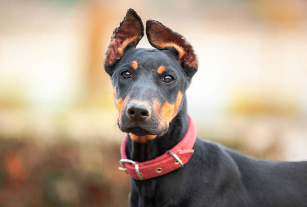 DOG Glance of dog doberman pinscher stock pictures, royalty-free photos & images