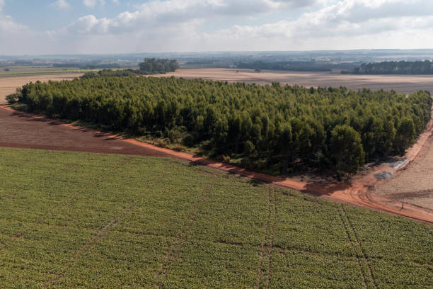 istock sorghum plantation beside eucalyptus on sunny day 1324413648