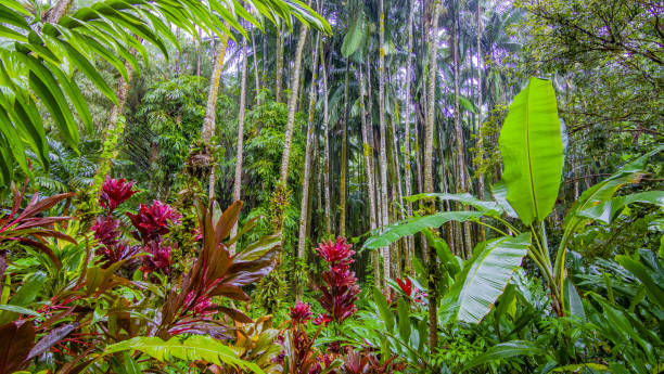 Beautiful Hawaii tropical botanic garden. Amazing green park. Red flowers in the forest. Hawaii island Beautiful Hawaii tropical botanic garden. Amazing green park. Red flowers in the forest. Hawaii island ornamental garden palm tree bush flower stock pictures, royalty-free photos & images