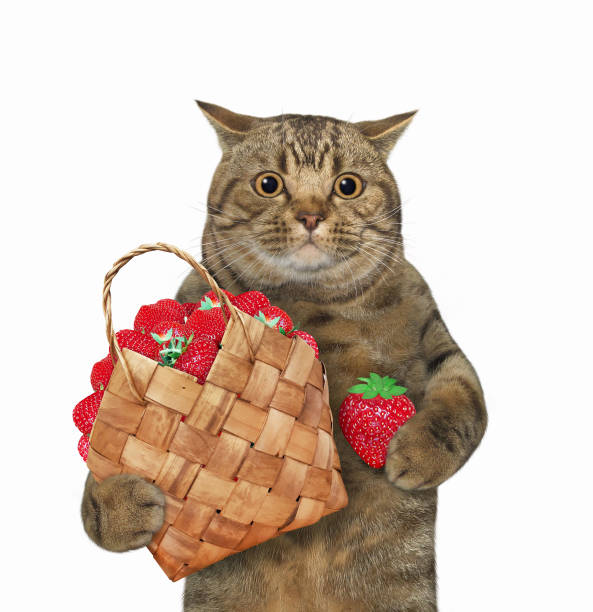 istock Cat holds basket of strawberry 1324414324