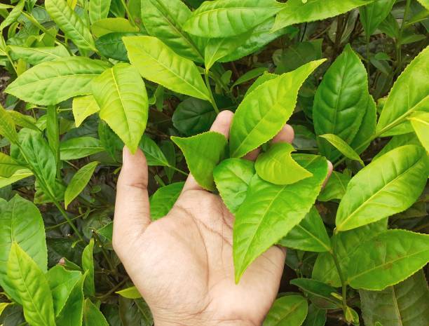 istock Male hand holding green tea leaves 1324414425