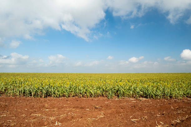 istock Sorghum plantation on a sunny day in Brazil 1324414486