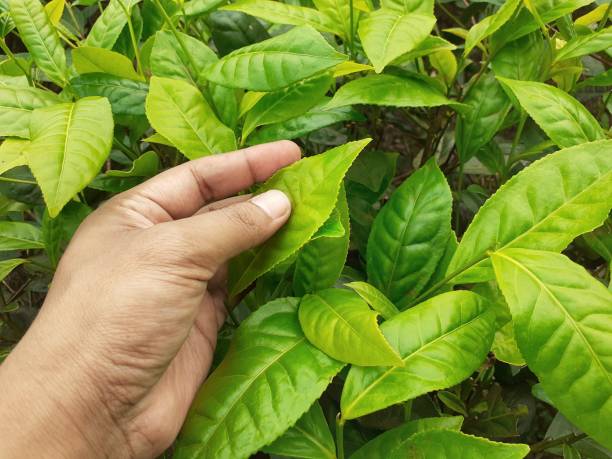 istock Male hand holding green tea leaves 1324414663