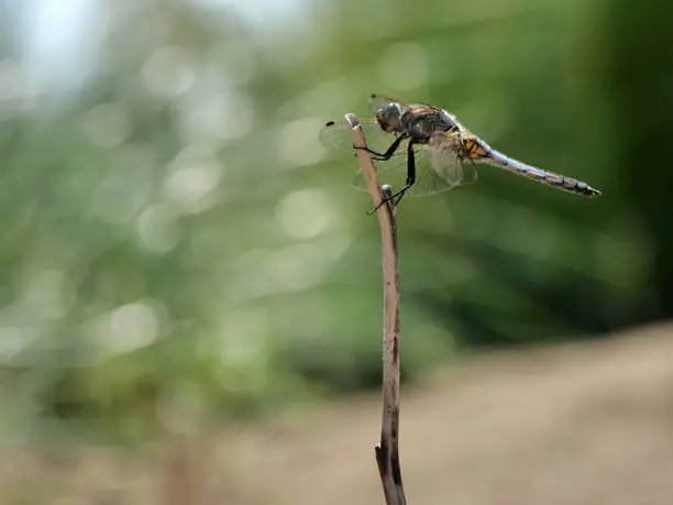 Photo of Dragonfly hold on dry branches and copy space .Dragonfly in the nature. Dragonfly in the nature habitat. Beautiful nature scene with dragonfly outdoor.