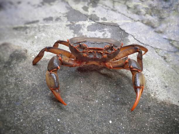 istock Red crab on the floor looking straight into the camera 1324415441