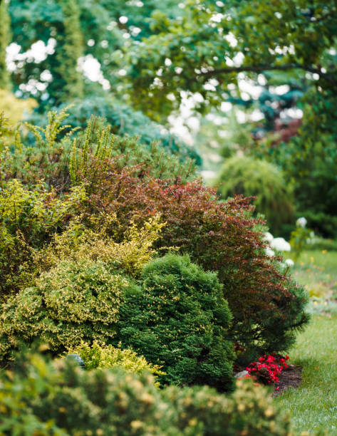 istock ornamental shrubs in various rich colors 1324416444