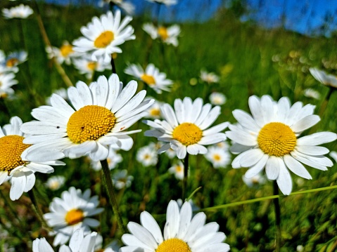 Several Oxeye Daisy flowers on a wildflower meadow captured in springtime near Zurich city. The image was captured at noon.