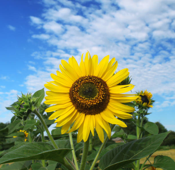 istock Blooming sunflower against a blue sky with beautiful clouds. 1324420438