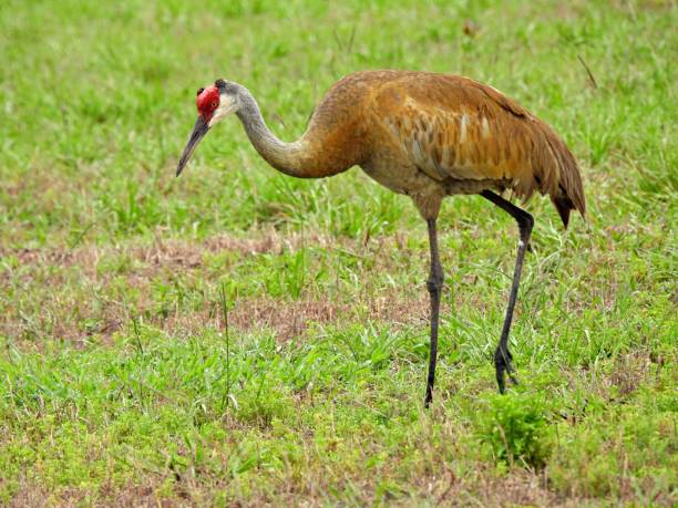 istock Sandhill Crane (Grus Canadensis) foraging in the grass 1324421715