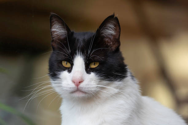 istock A lovely tuxedo cat in black and white 1324422817