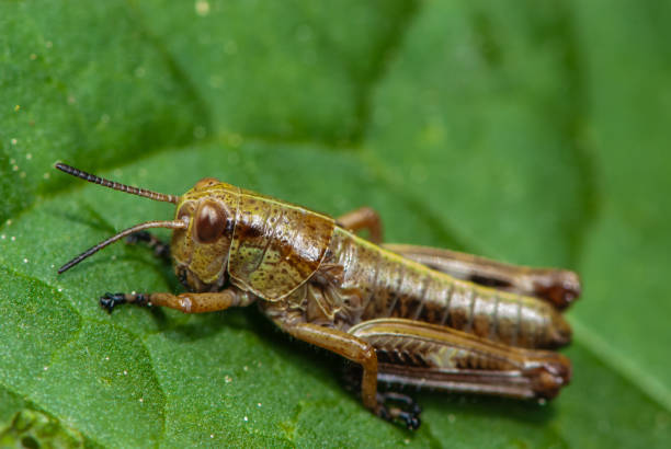 istock Close-up braun katydid or bush cricket, grasshopper on a green leaf 1324423083