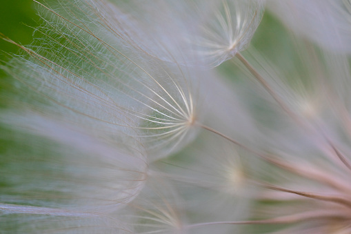 View of a Large white Dandelion puff flower as a close-up