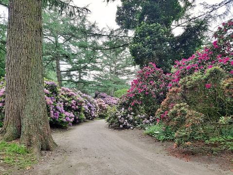 Path through rhododendrons