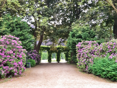 Hedges and rhododenron in Hamburg's Sadtpark