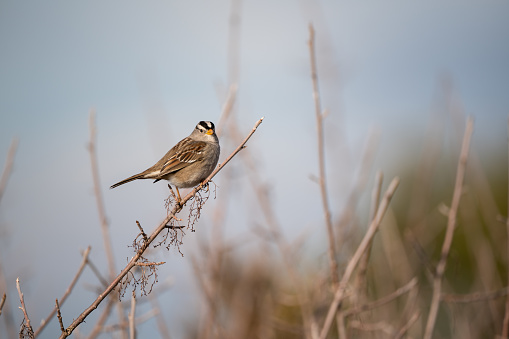 Passer domesticus bird-like sparrow sits on a bare tree branch with a small branch in its beak against a blue sky and blurred shrubs in the style of minimalism object left copy space. High quality photo