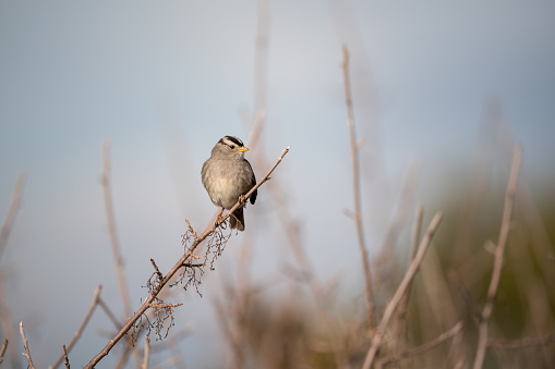 Wood Lark - Lullula arborea brown crested bird on the meadow (pastureland), lark genus Lullula, found in most of Europe, the Middle East, western Asia and the mountains of north Africa.