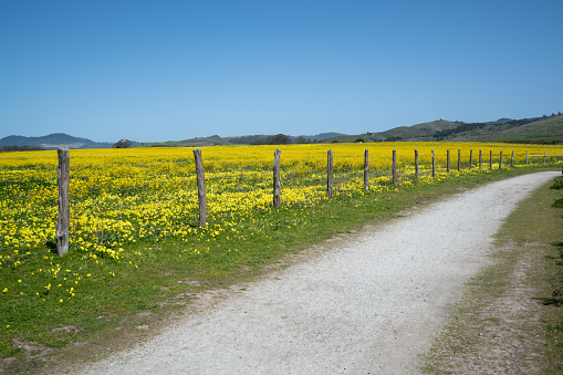 Footpath between yellow blooming rapeseed fields in spring