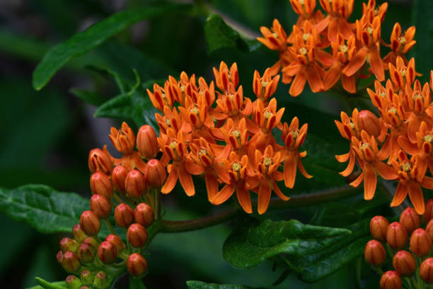 istock Butterfly weed on an overcast day. 1324426260