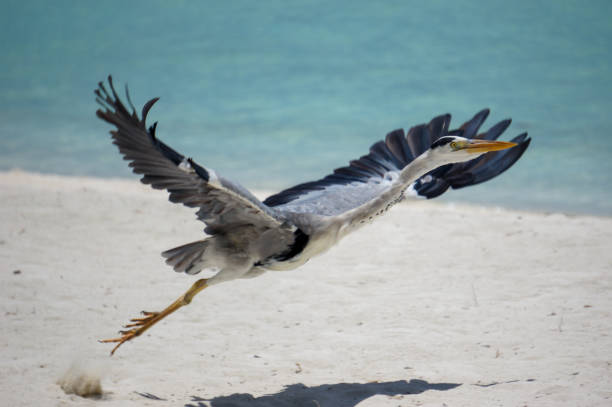 istock Grey heron taking flight on the beach on Maldives island 1324427459