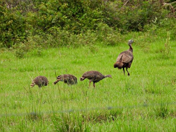 istock Wild Turkey (Meleagris gallopavo) and three 