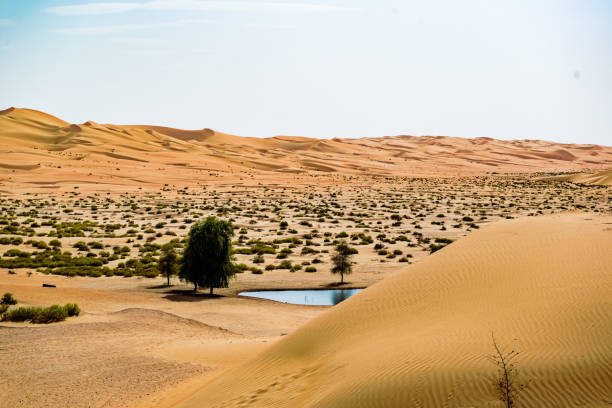 istock An oasis with water in the desert dunes on sunset 1324429188