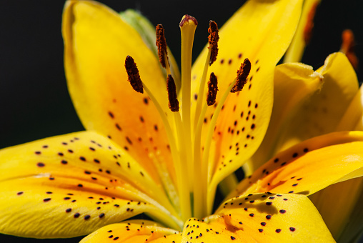 Close-up yellow orange inflorescence of lilium in garden in sommer on black background with a lot of details on sunny day