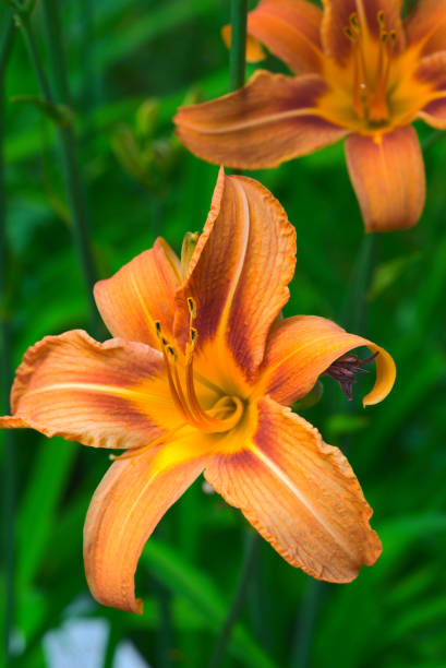 istock Orange Hemerocalle flower and pistil 1324431458