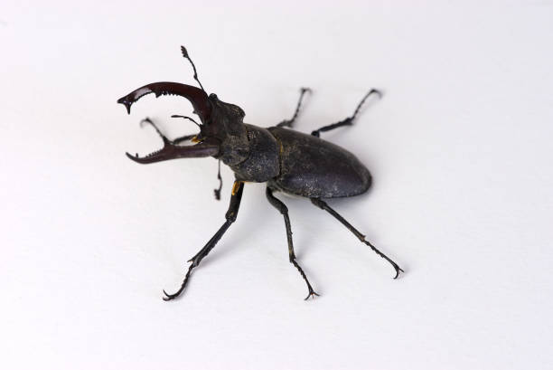 istock Stag beetle, male Lucanus cervus with jaws 1324431465
