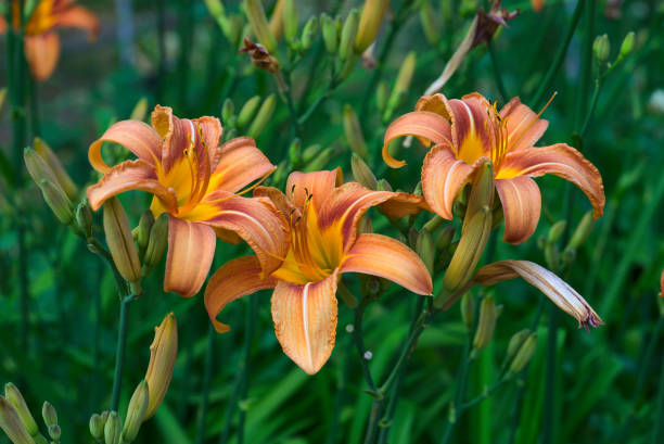 istock Orange Hemerocalle flower and pistil 1324431469