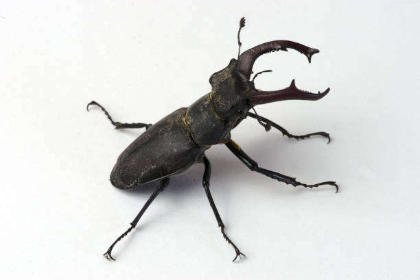 istock Stag beetle, male Lucanus cervus with jaws 1324431472