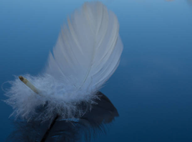 istock white feather on black glass background 1324431755