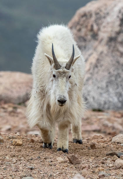 istock Mountain Goat walking on rocks on top 14000 feet mountain 1324431840