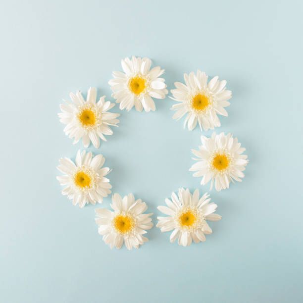istock White daisy flowers arranged in a circle on a pastel blue background 1324432562