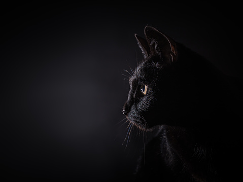 black cat looking into camera white background